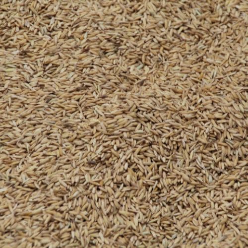 Organic Rye